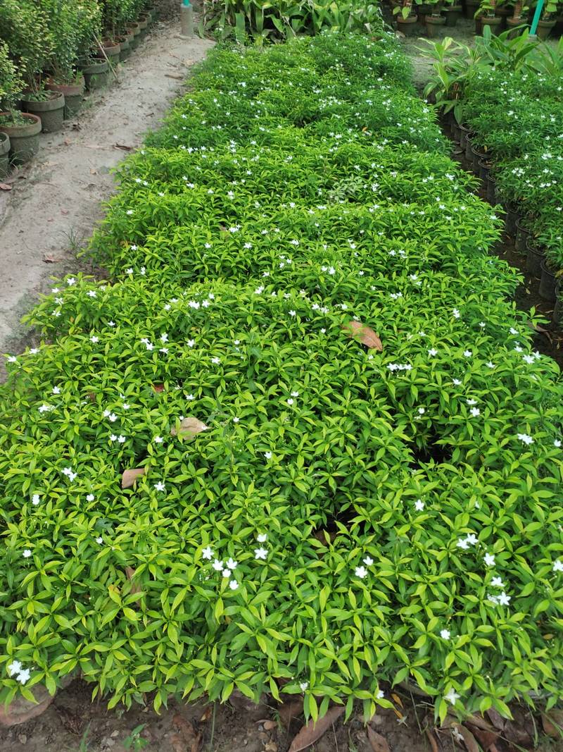 Pinwheel Plant Chandi Dwarf