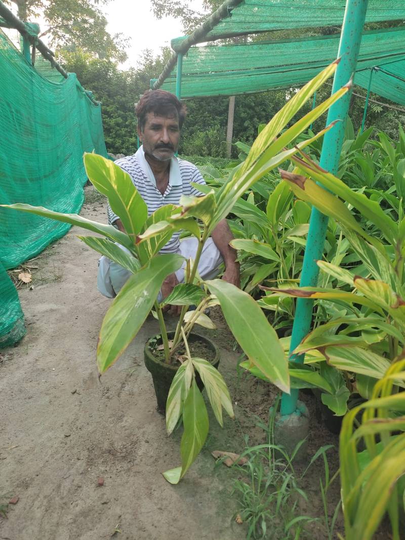 Lachi or Elaichi Plant