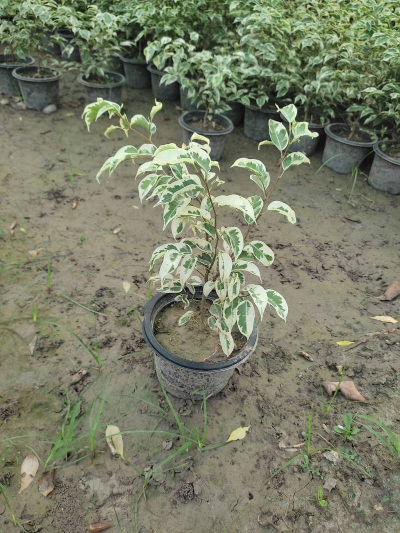 Hawaiian Ficus