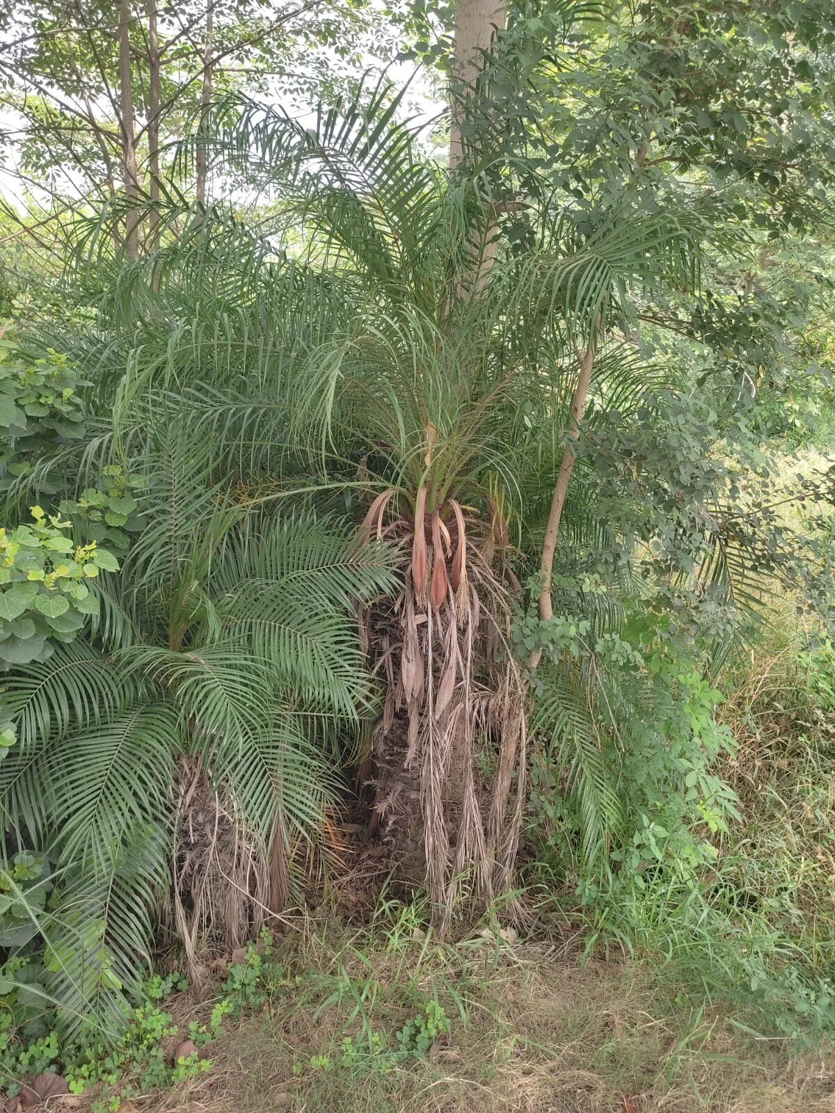 WhatsApp-Image-2026-07-20-at-4.56.17-AM-2.jpeg Date Palms in Lahore for Landscaping