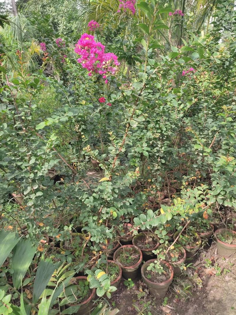 Crape Myrtle Plant in Lahore