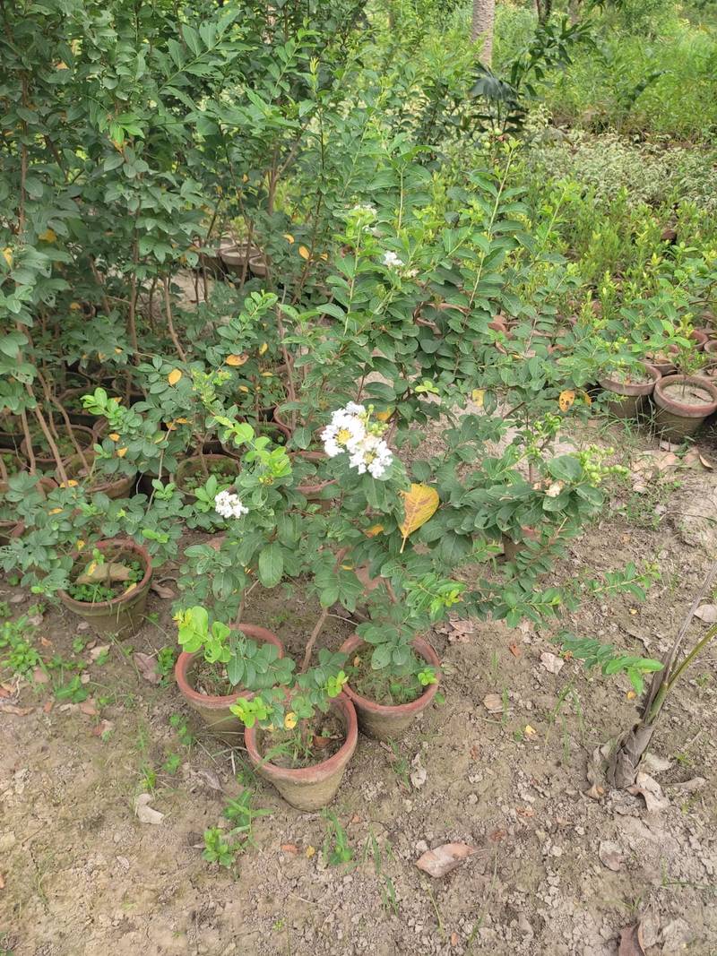 Crape Myrtle White Flowers Plant in Lahore