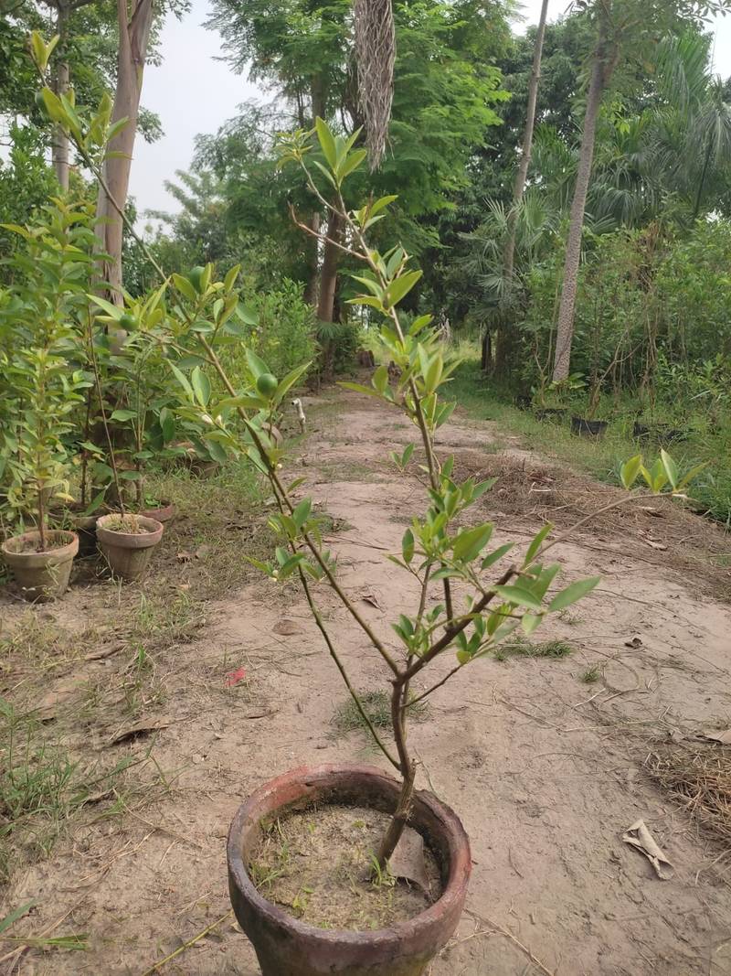Healthy Lemon Plant in Lahore for Sale