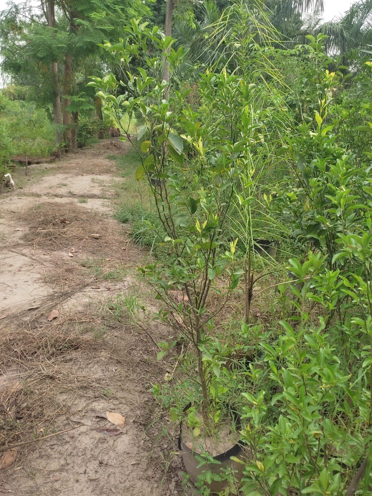 Mitha Fruit Plant in Lahore