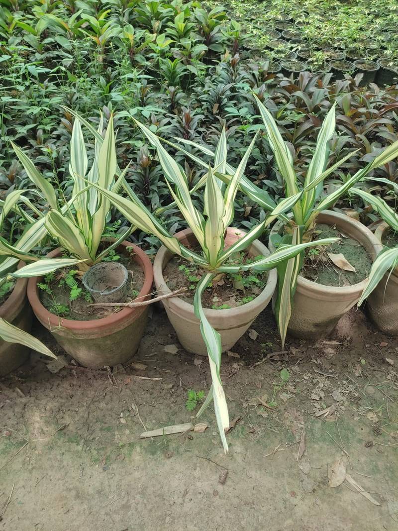 WhatsApp-Image-2026-07-20-at-4.56.17-AM.jpeg Furcraea Foetida Striata in lahore