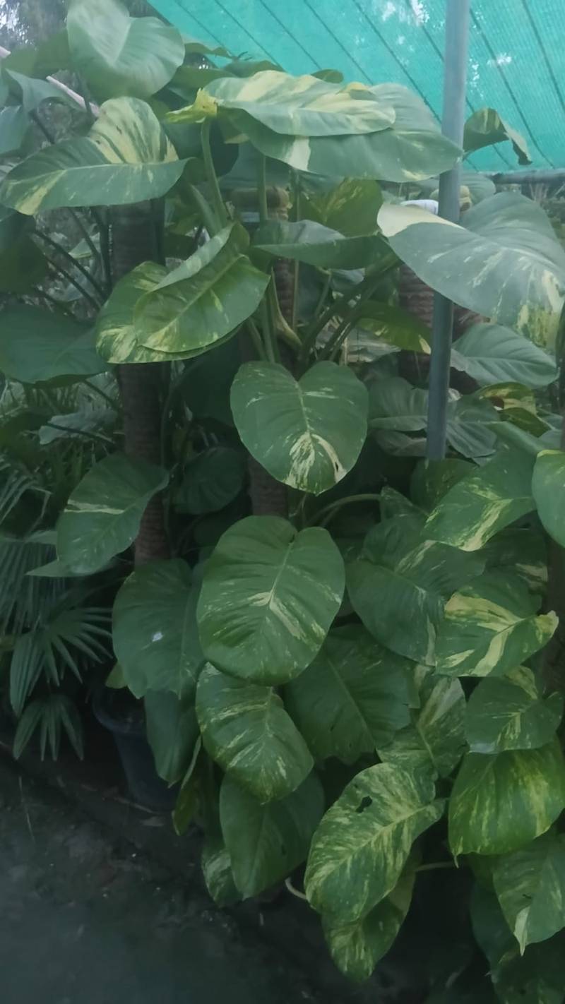 Money Plant in Lahore